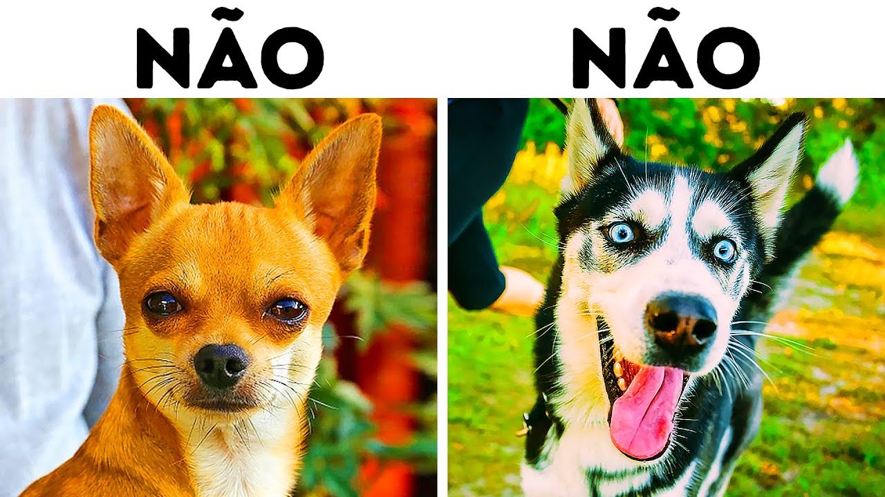 10 Raças de Cães Perigosas para Famílias com Crianças