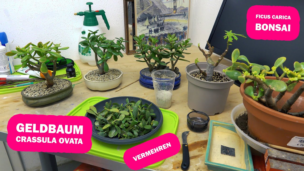 Geldbaum Crassula Bonsai Anzucht & Vermehrung, Ficus Bonsai Carving