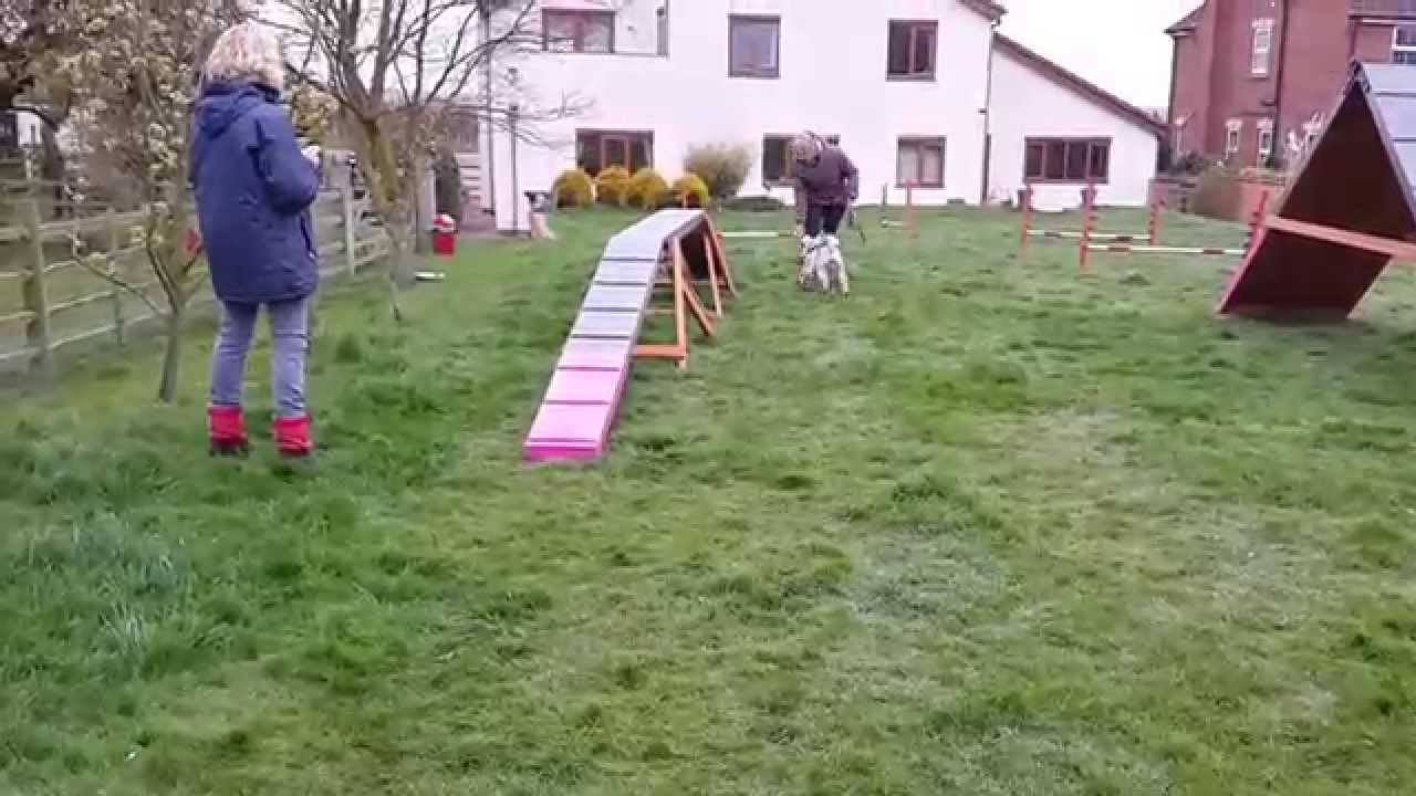 Karen getting Dexter over dog-walk