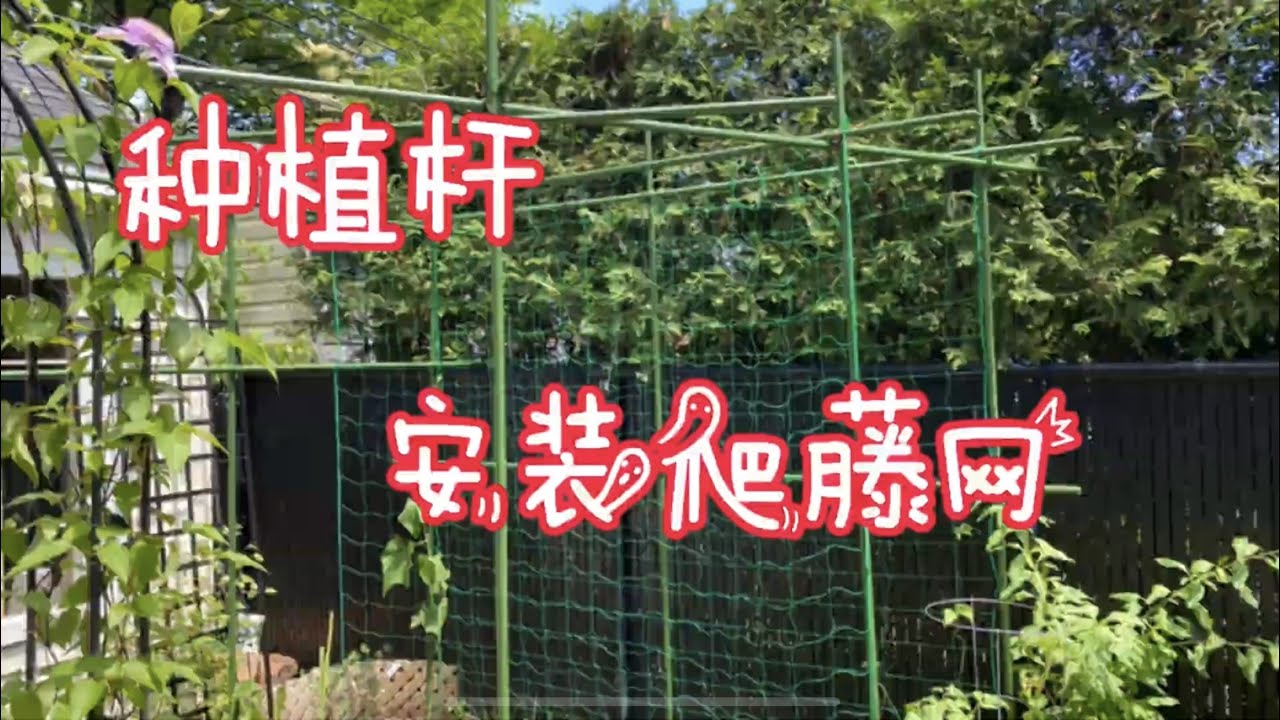 给豆角黄瓜安装爬藤网！种植杆和爬藤网