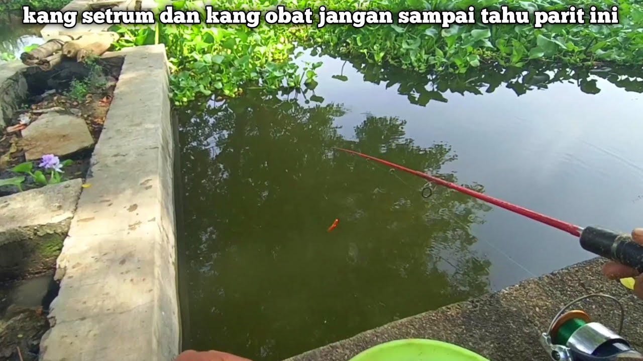 GEMETARAN‼️di kira di sambar ikan kecil tapi ternyata babon ikan mas