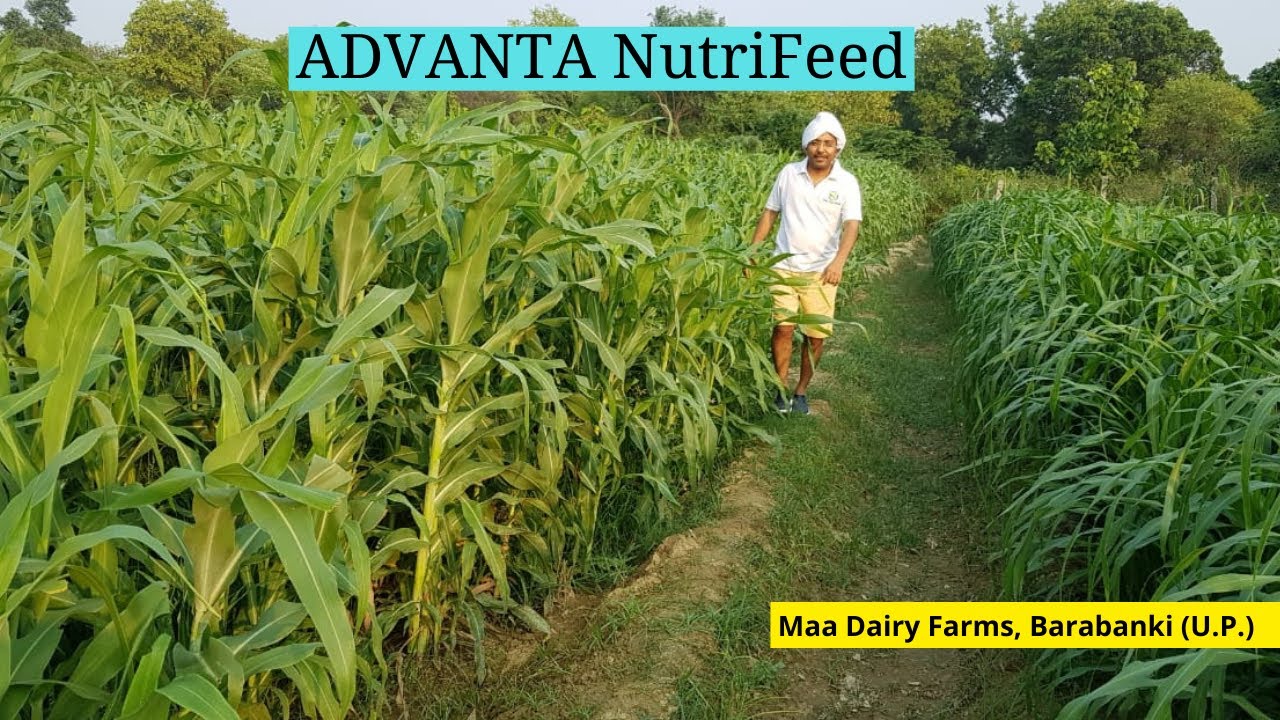 Best Green Fodder ADVANTA  NutriFeed || Maa Dairy Farms,Barabanki (U.P.)