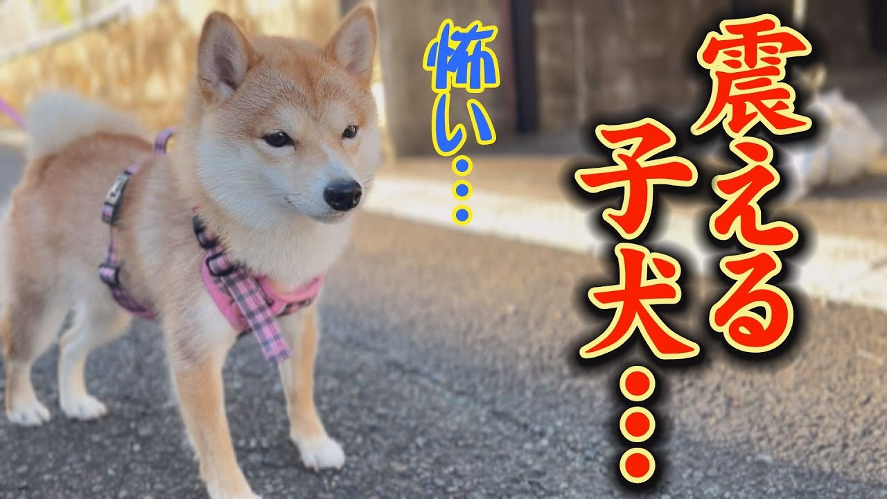 怖いもの無しだった子犬が、○○に怯え、足がガクガク震えた・・・