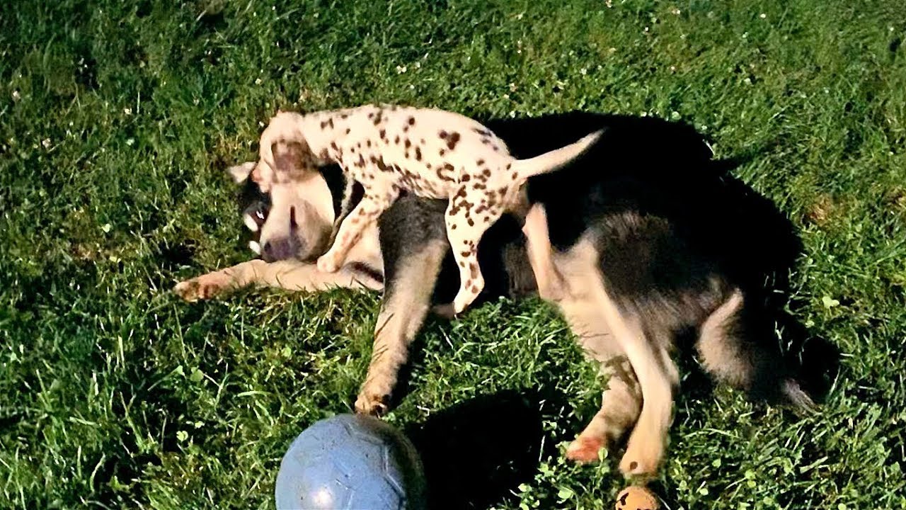 Malamute Protecting Dalmatian Puppy from Husky