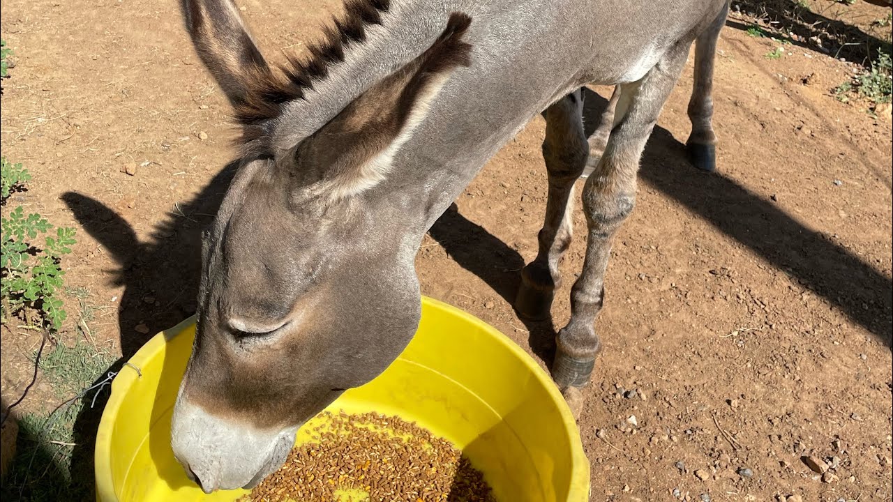 Come feed and hang outttt 