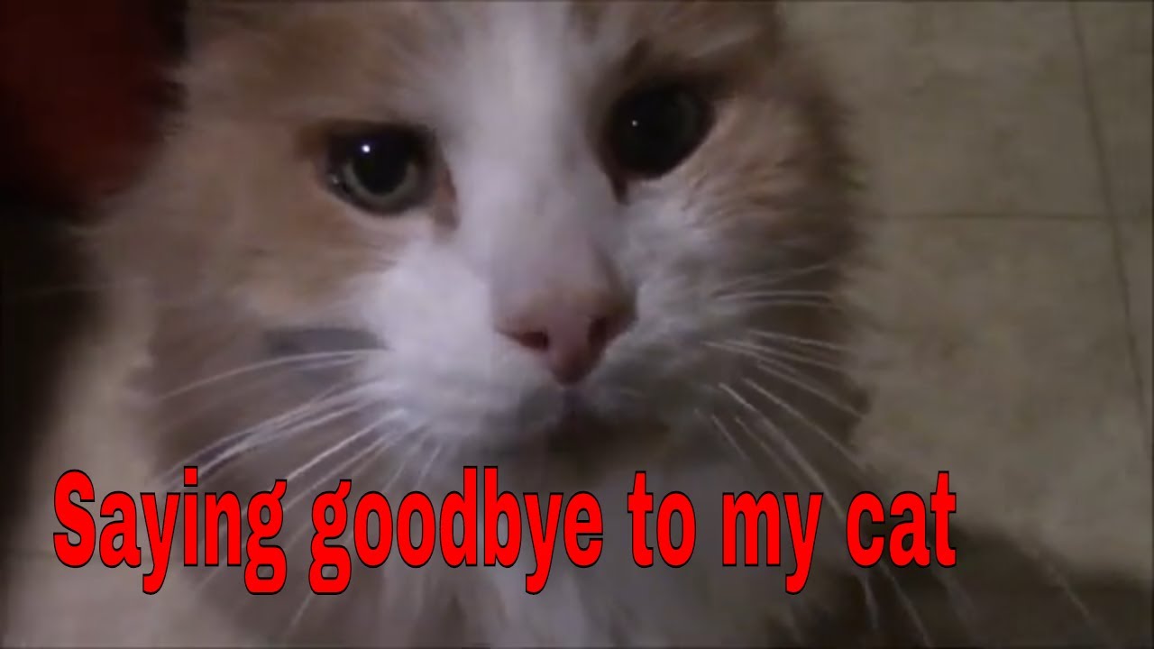 Прощаюсь с моим котом