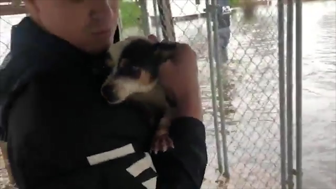 Watch How Volunteers Save Chickens and Dogs Trapped In Cages During Florence