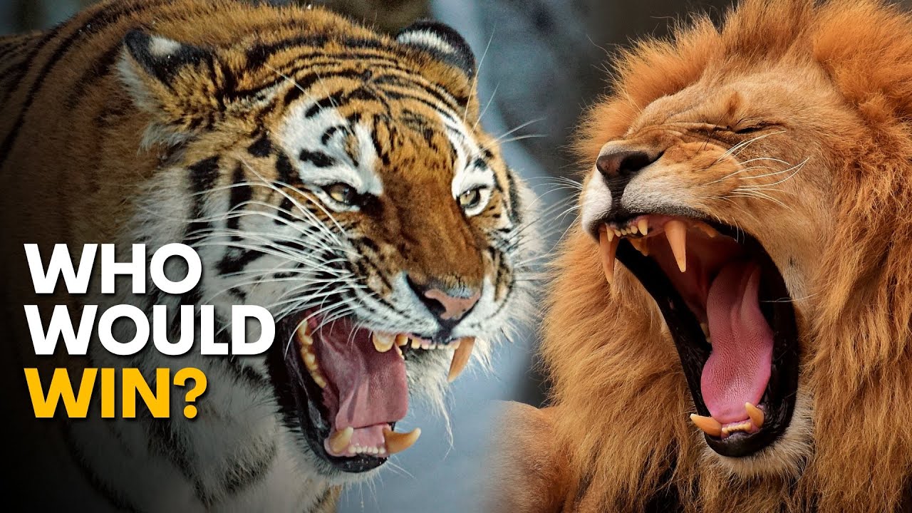 Siberian TIGER Vs American LION - Who Would Win?