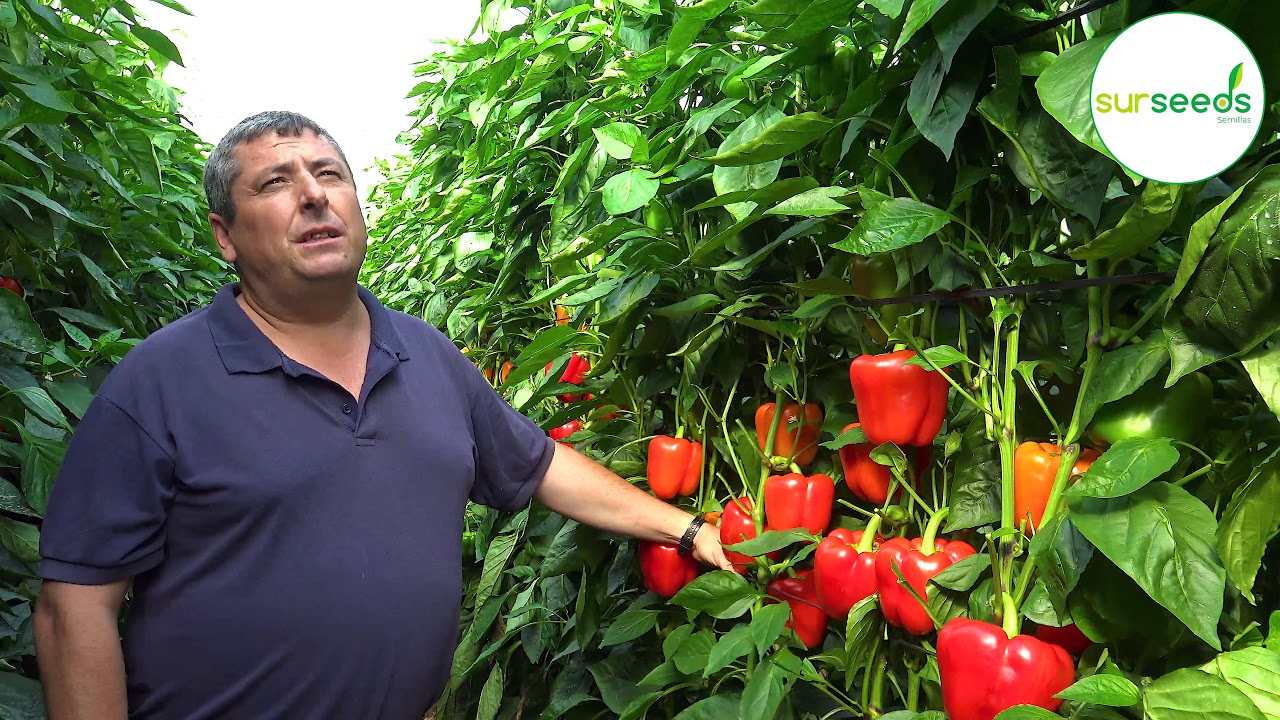 Sensaciones del agricultor Juan Salmerón con la variedad Ítaca de Sur Seeds.