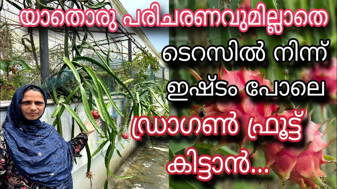 ഡ്രാഗൺ ഫ്രൂട്ട് ടെറസിൽ യാതൊരു പരിചരണവുമില്ലാതെ Drum ൽ കൃഷി ചെയ്യാം | Dragon Fruit Farming in Terrace