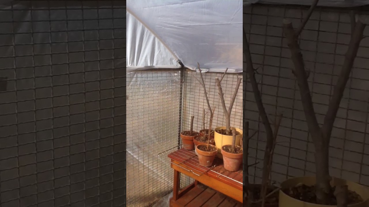 Greenhouse