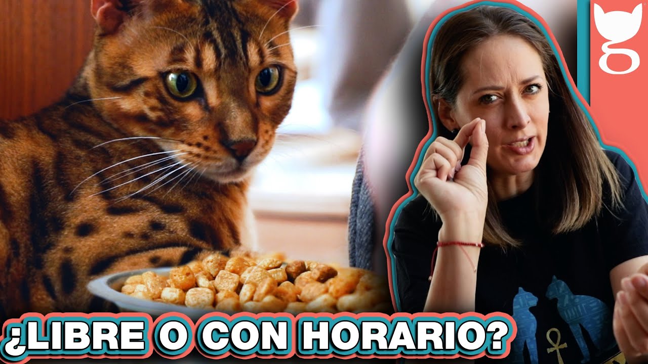 ¿CÓMO ALIMENTAR A MI GATO, LIBRE O CON HORARIO? 😼 LA GATERÍA TV