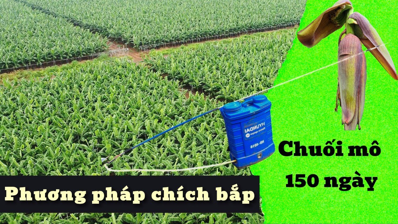 Chuối mô 150 ngày - Cách chăm sóc & chích bắp cho chuối mô, thuốc trừ sâu tốt cho chuối mô