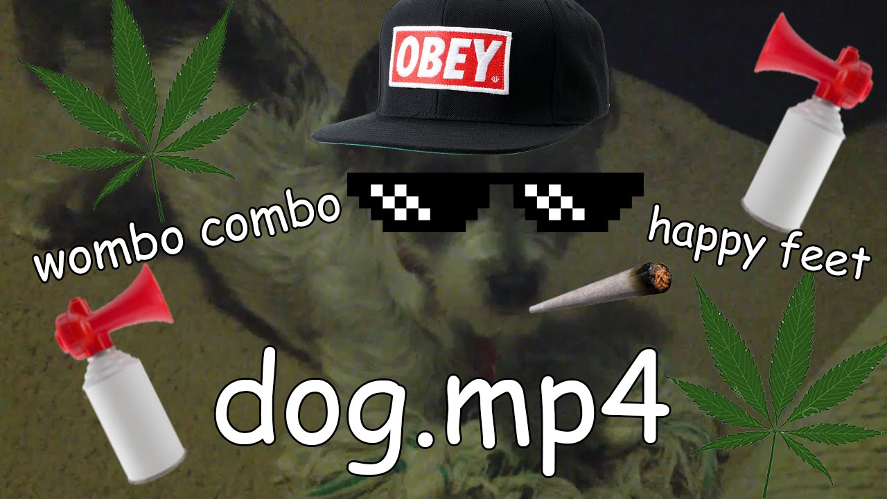 dog.mp4