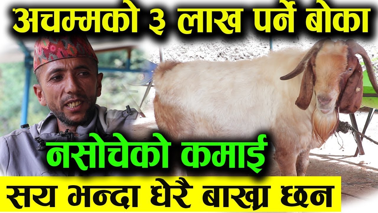 एउटै बोकाको मुल्य ३ लाख मुल्य सुन्दा पत्रकारको होस् उड्यो - लाखौं कमाई हुदो रहेछ महिनामै  - Salyan