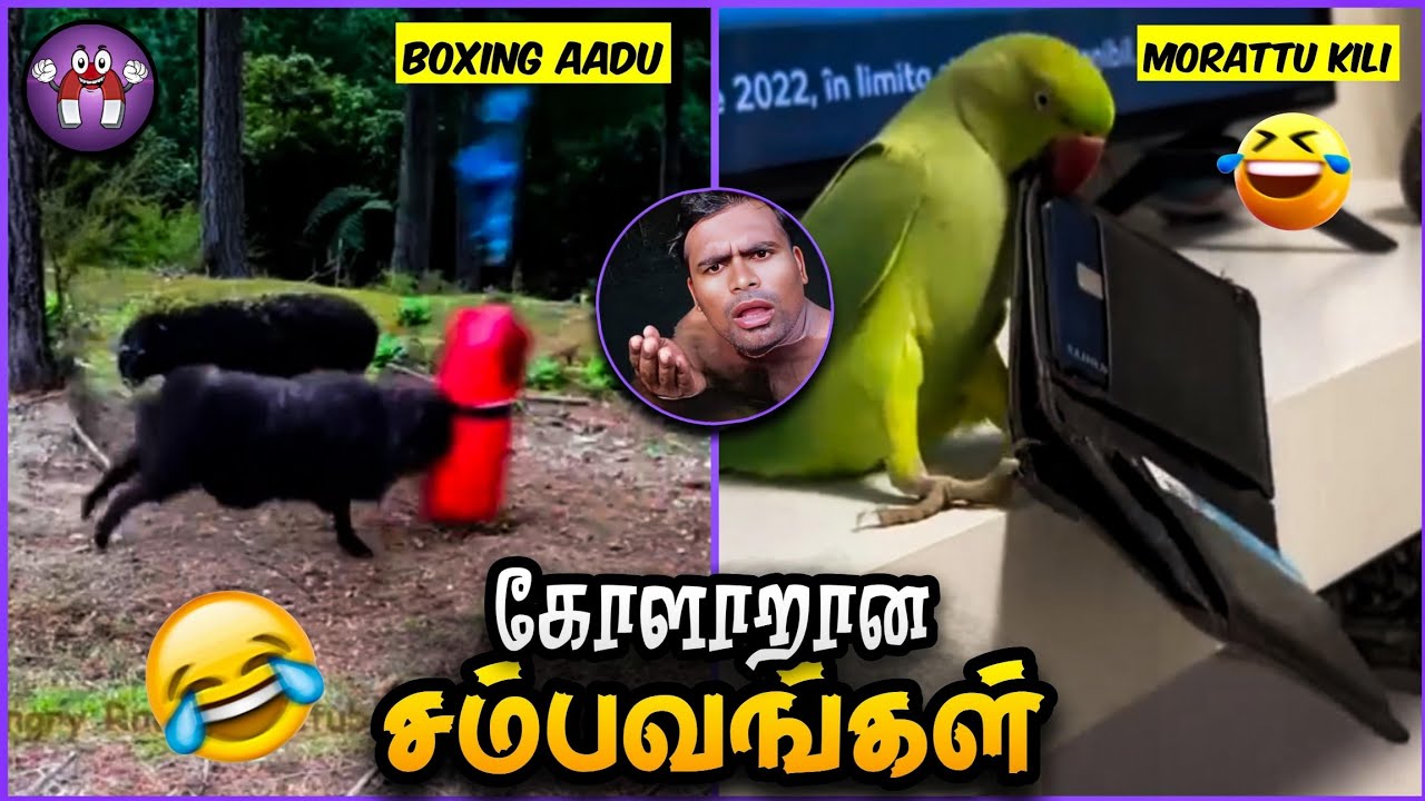 சிரிப்பான மொரட்டு சம்பவங்கள் | Try Not to Laugh | The Magnet Family 2.0