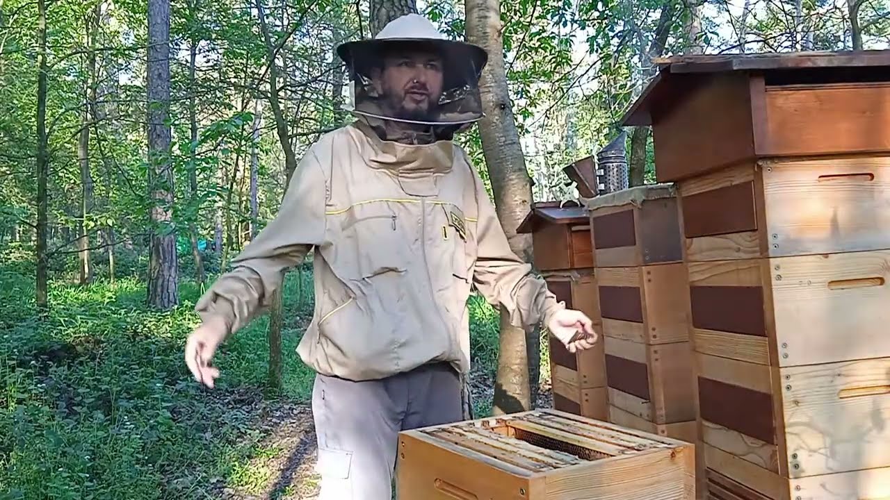 Tvorba oddělků z warré včelstev, rozjetá rojová nálada