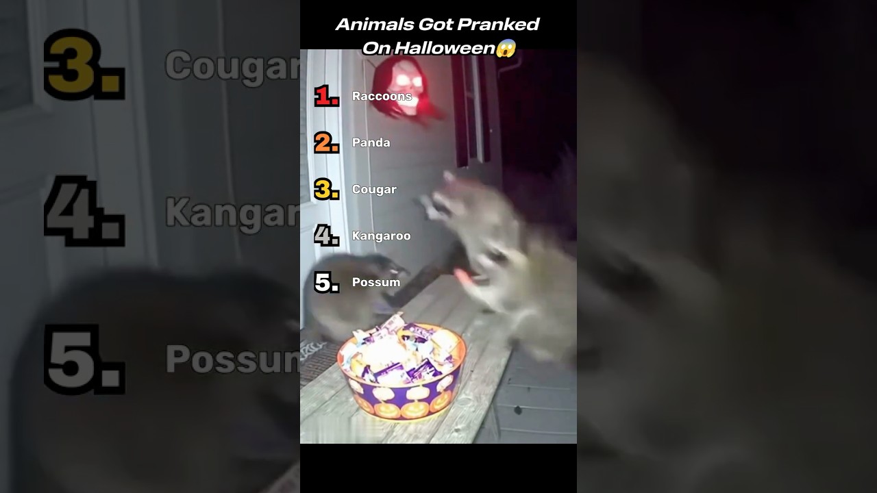 🎃Animals Got Pranked on Halloween 🎃