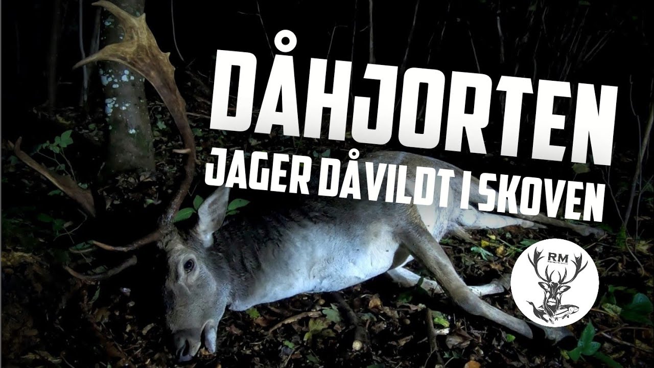 Jager d&aring;vildt i skoven 🌳 [Hunting fallow deers in Denmark]
