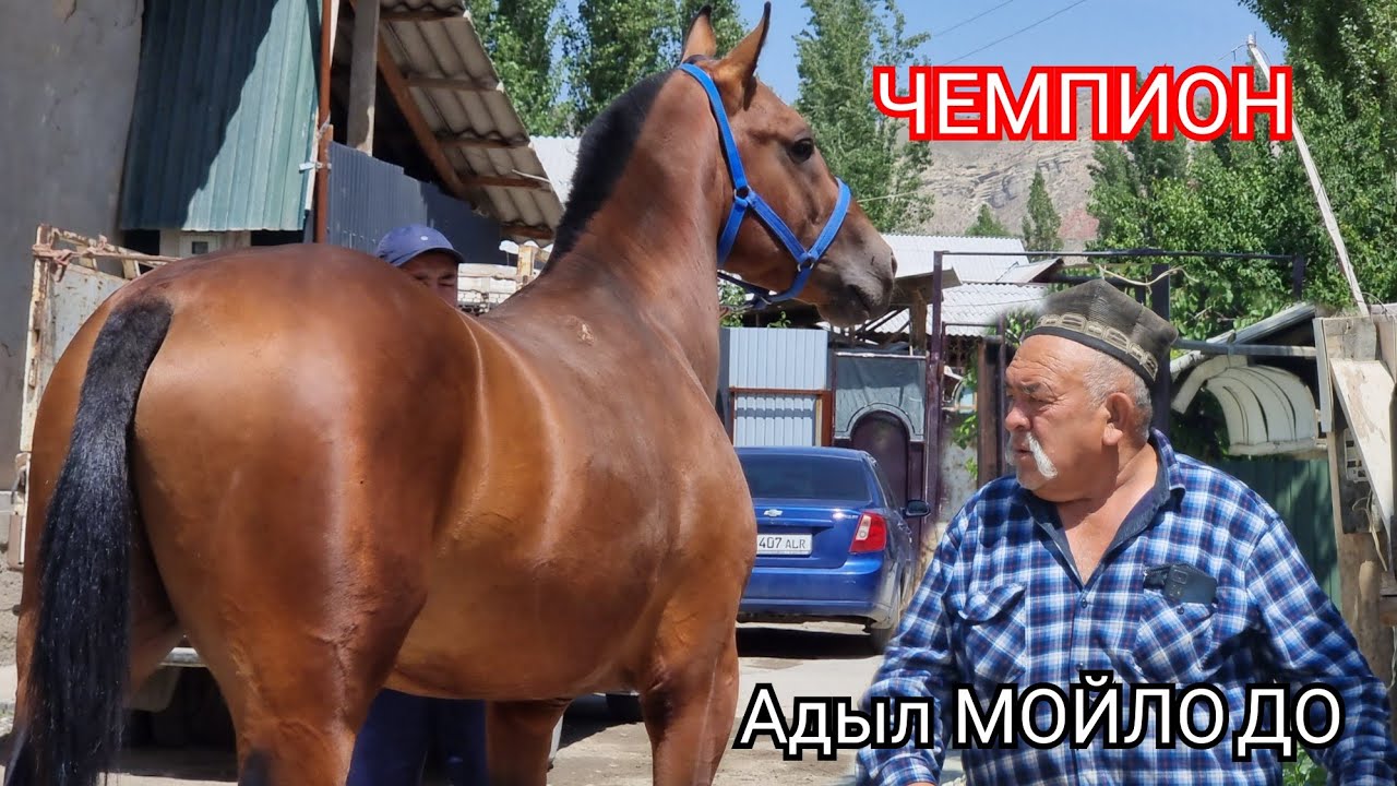 Адыл  МОЙЛО  ЧЕМПИОН  2  бизде  бар дейт Ноокат