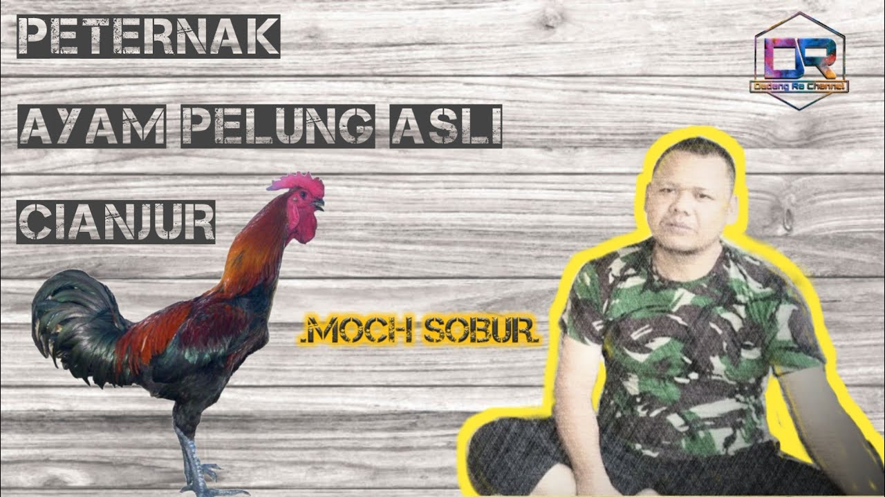 PETERNAK AYAM PELUNG ASLI CIANJUR