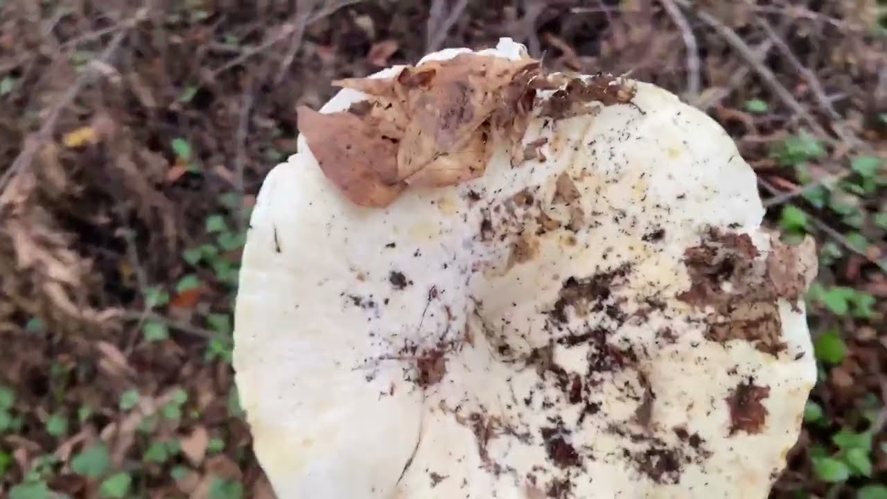 Mantara doyduk!!! #mushroom #mantar #doğa #ormanürünleri 