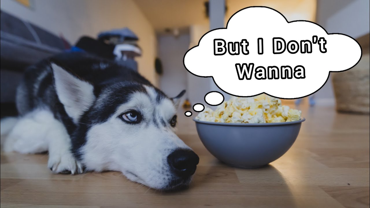 The Husky Moon LOVES popcorn (Talking Husky ALERT!)