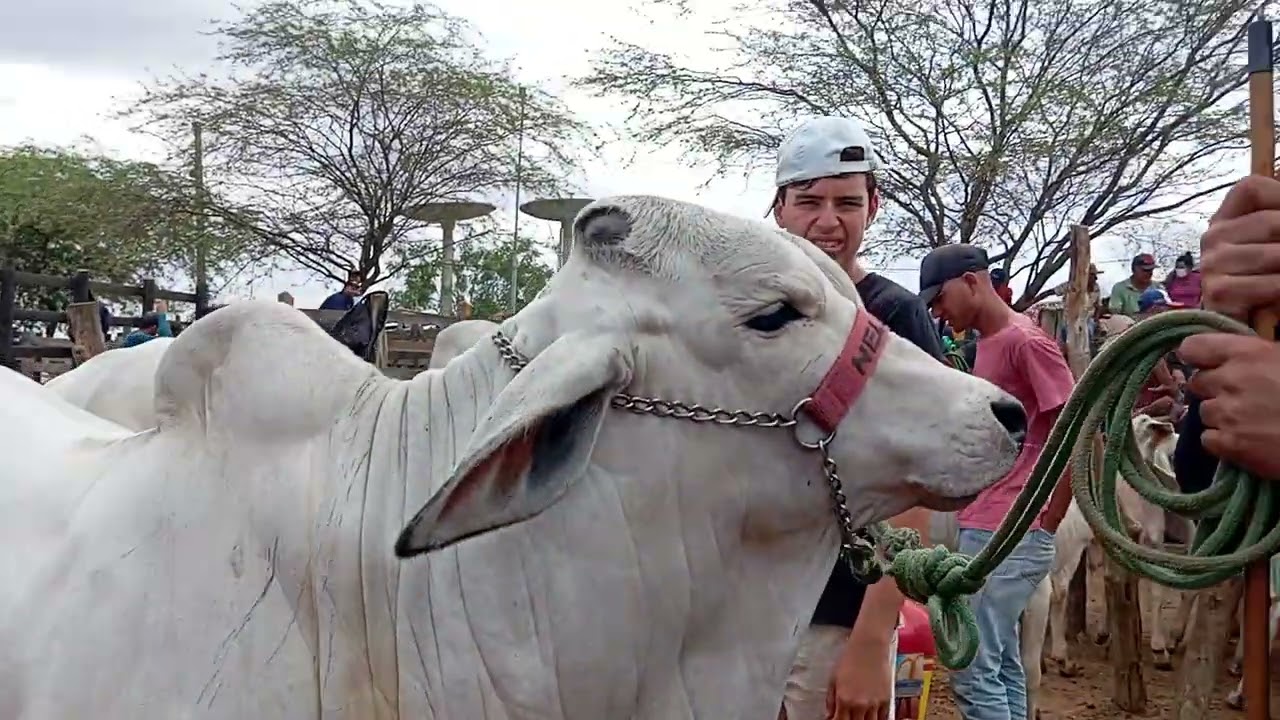 Mostrando os bois na balança pra vender só gado top pra vocês verem.