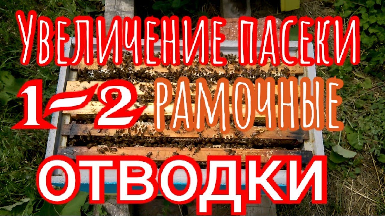 Как легко и быстро расширить пасеку‼️Отводки‼️