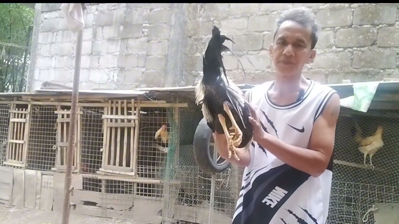 BONG LAVADO MINI FARM PART 2 #MANOKPANGSABONG #LITODOLOSAVLOG 