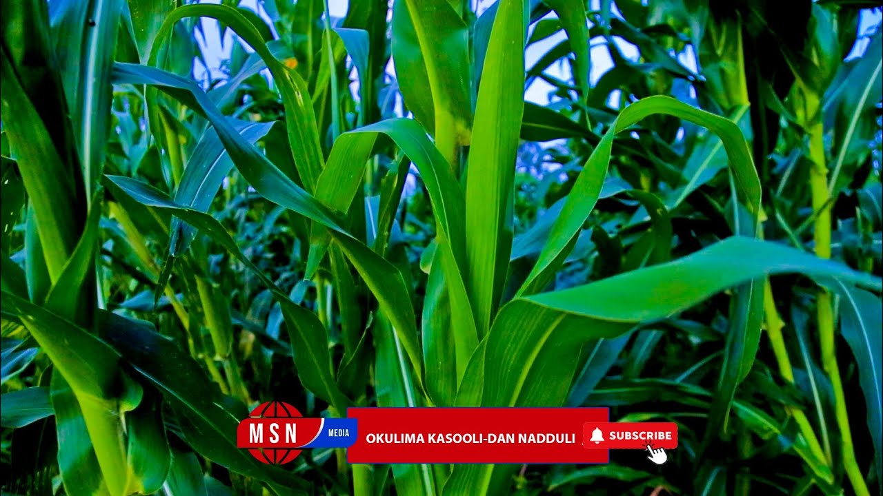Okulima Kasooli Kulimu ssente/Maize Growing in Uganda.#maize #maizegrowing