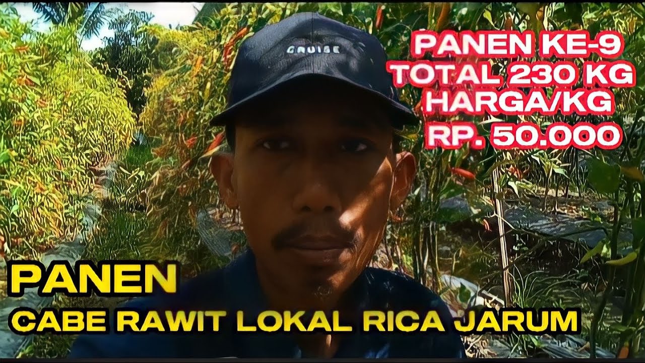 PART 14 : PEMETIKAN KE-9 CABE RAWIT LOKAL RICA JARUM UMUR 120 HST / TOTAL PRODUKSI 230 KG