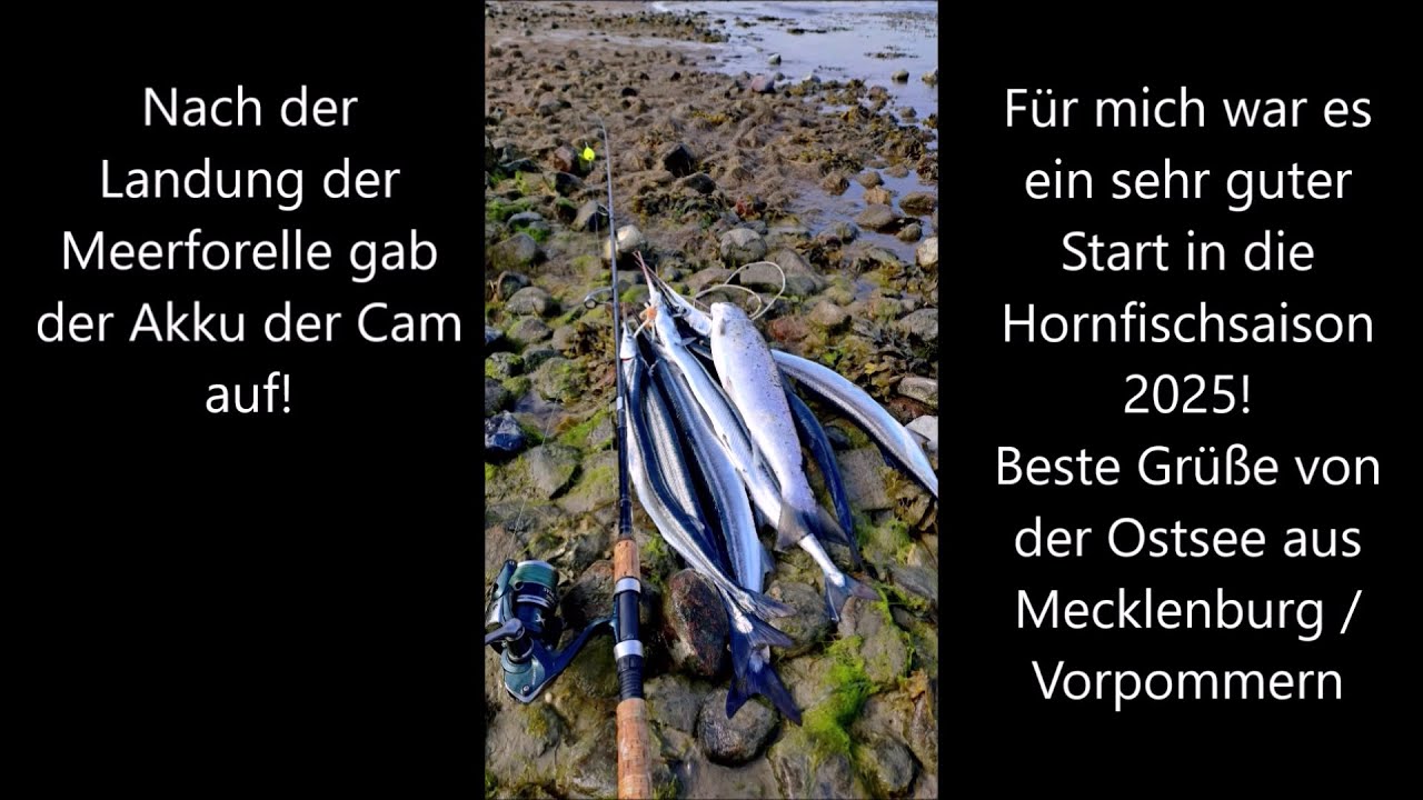 Hornfische - Saisonstart am Ostersonntag 2025