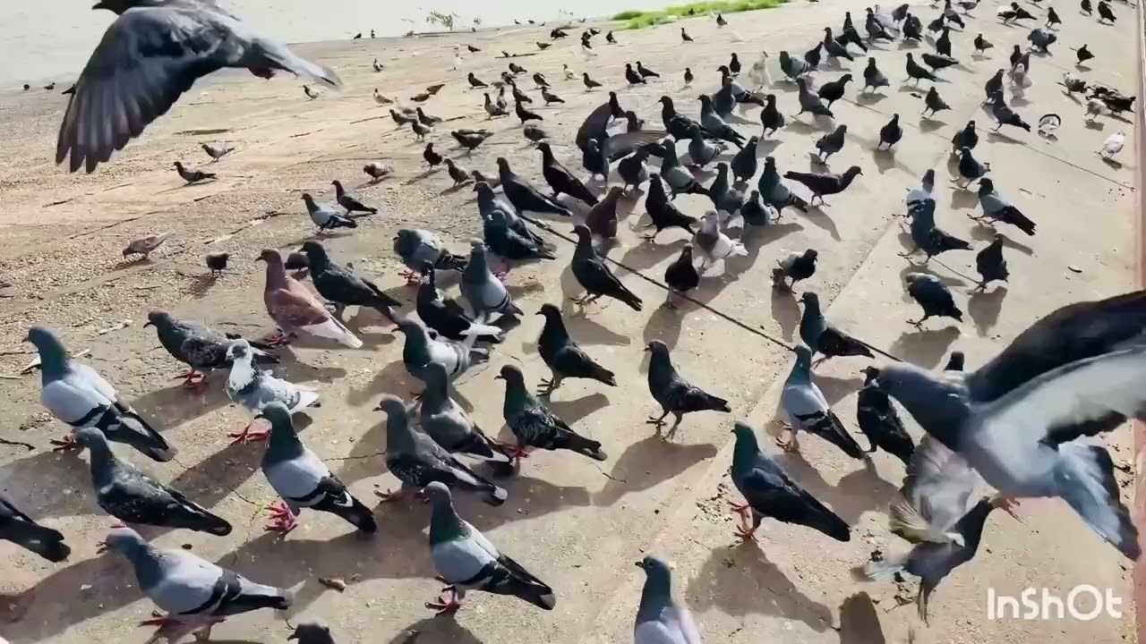 A flock of pigeons flies across the sky