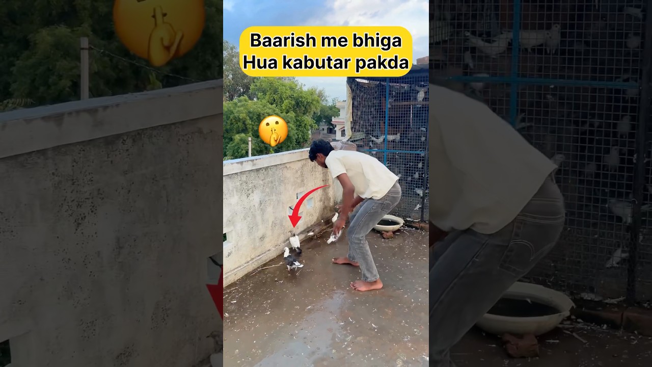 Baarish me bhiga hua kabutar pakda 🕊️🤫 #shorts #viral #trending