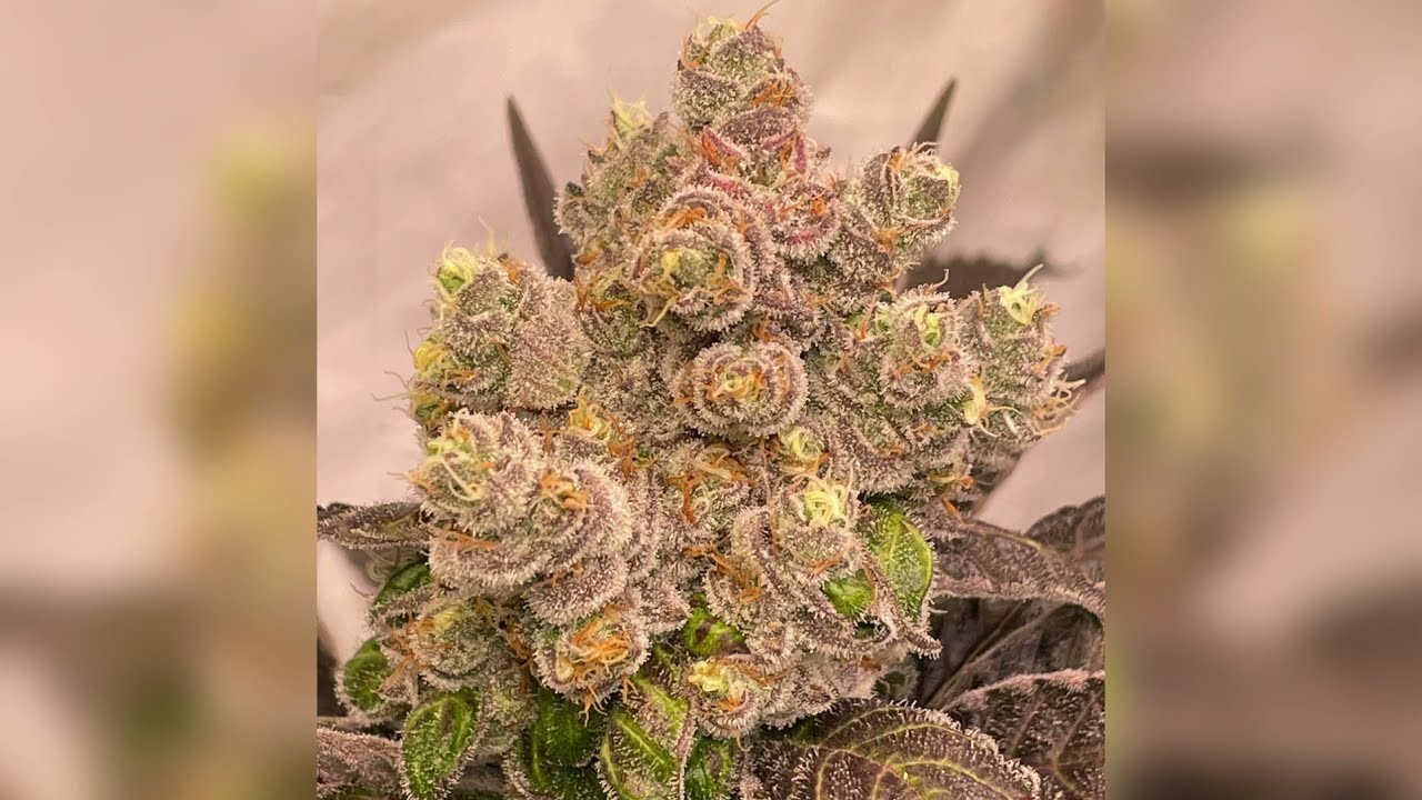 FEATURED GROW #36: LAST PART - HARVEST READY: Genetic treasures under 2 EVO4-120 LEDs from SANlight