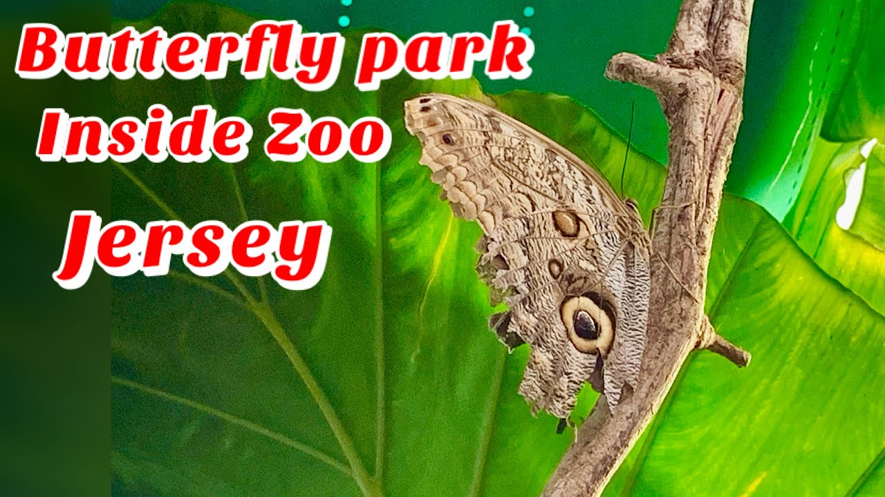 Insane Butterrfly Park inside Zoo Jersey #Butterfly #ThingstodoinJersey