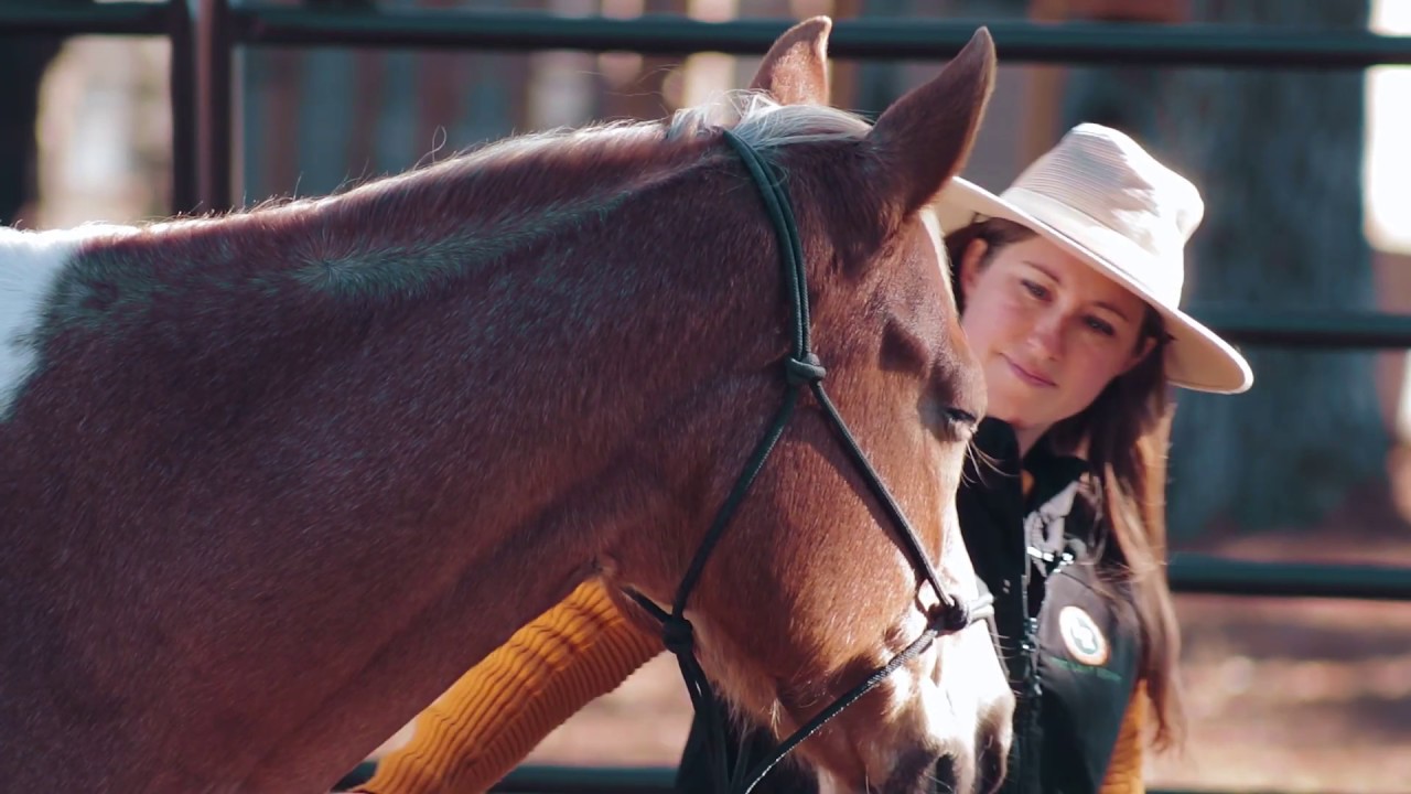 Equine Therapy at The Last Resort