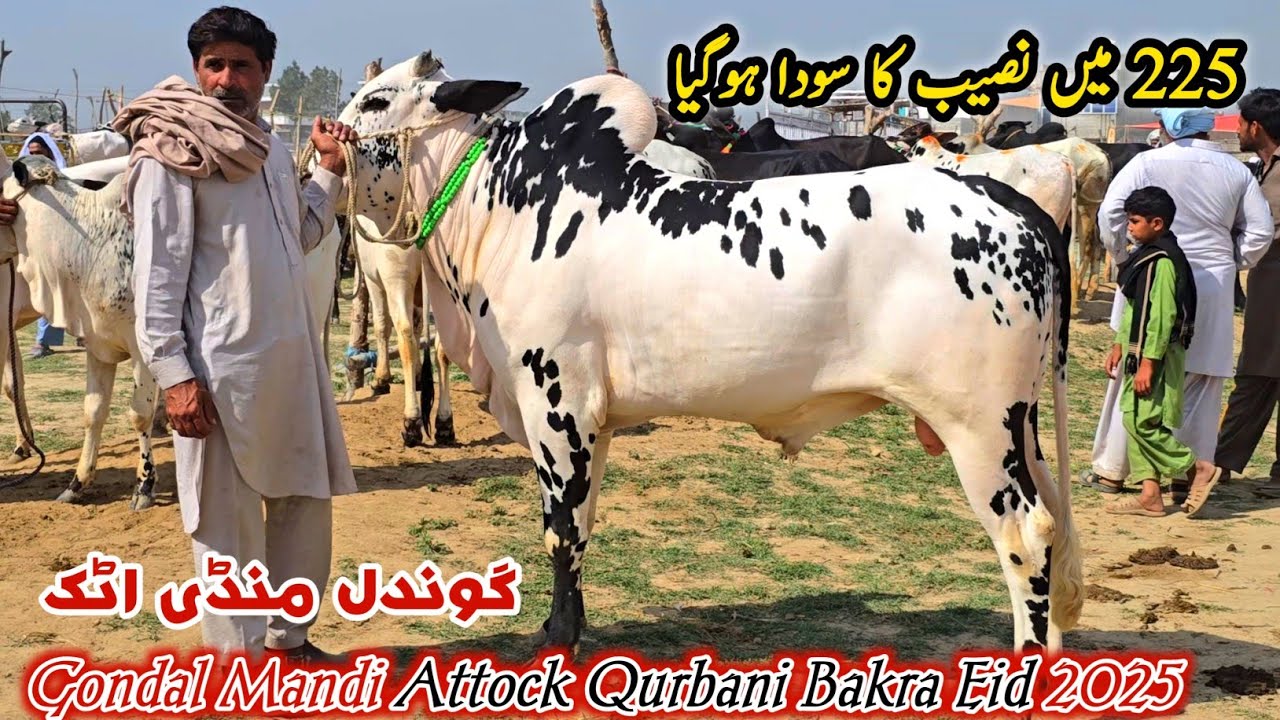 Qurbani Bakra Eid Naseeb Ka Soda Gondal Mandi Attock Latest Update 7 April 2025 | Fatehjangi Bulls