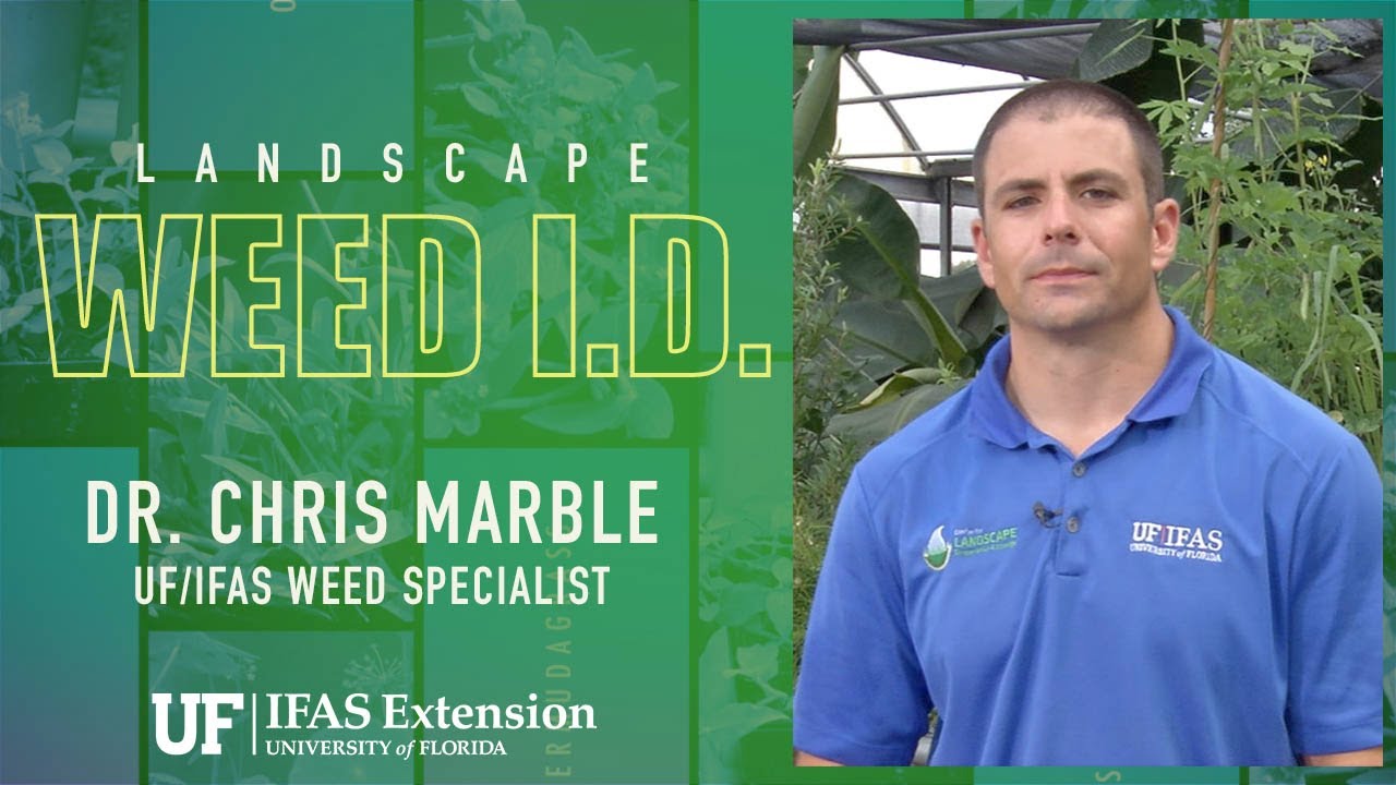 Florida Weed I.D. - Dove Weed