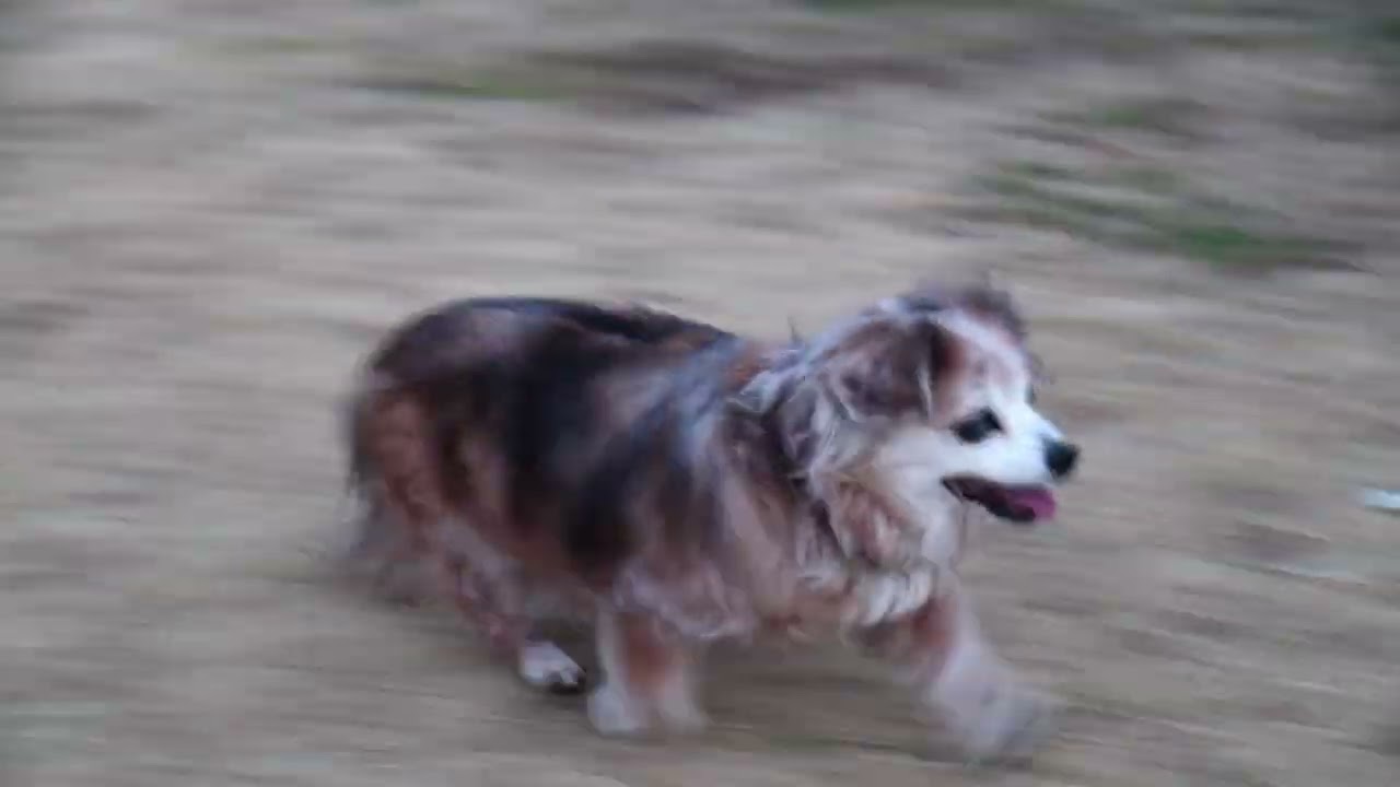 ドッグランで遊ぶ我が家の犬たち260216