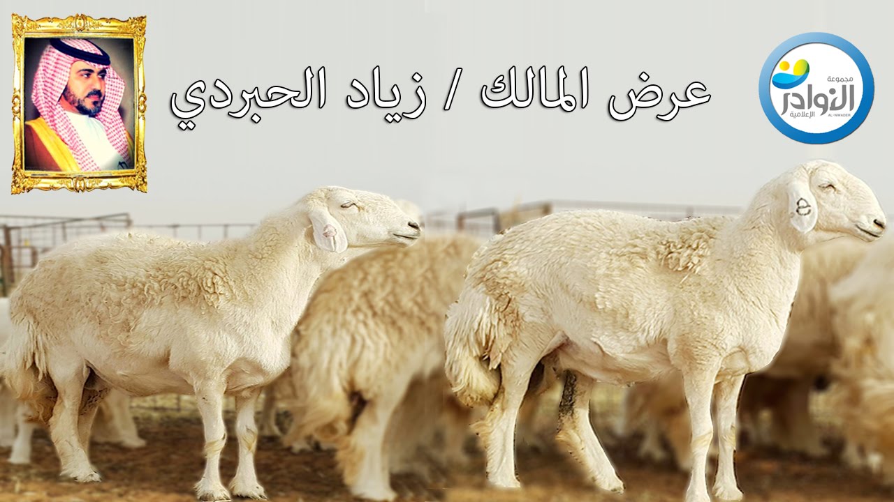 عرض المالك/ زياد الحبردي