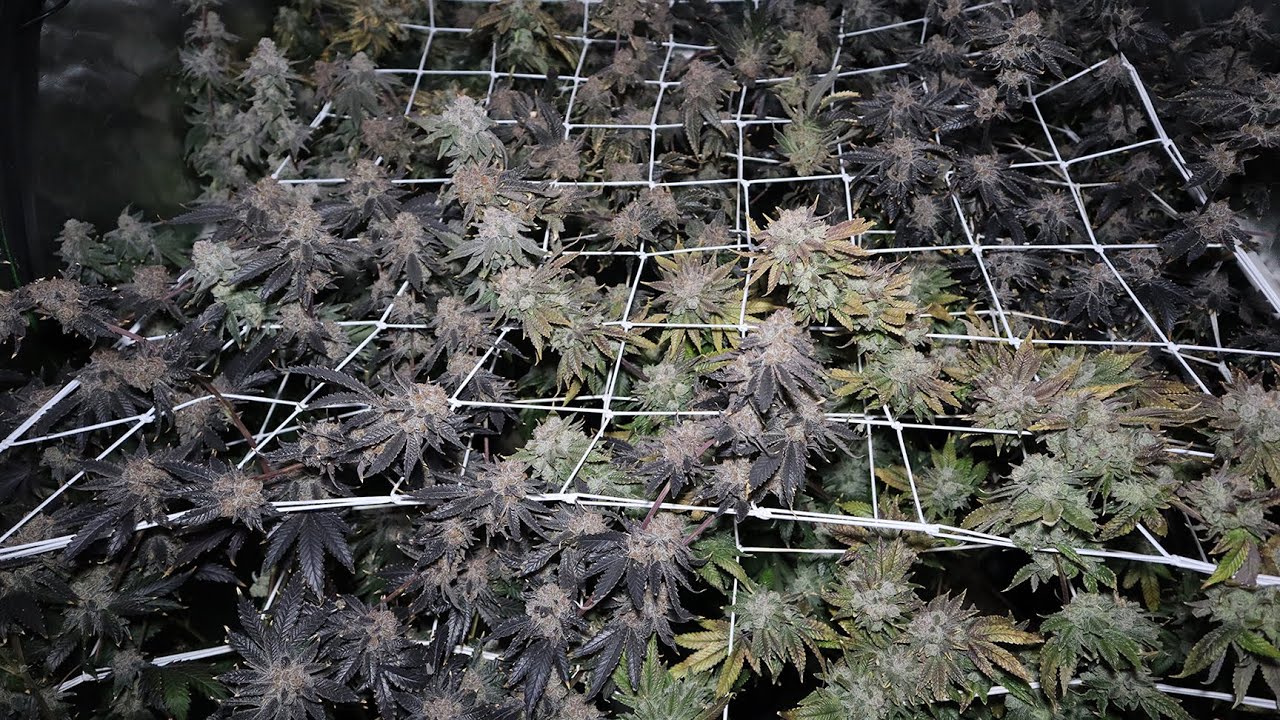 7 Epic Strains HARVEST DAY, Week 9 Flower!
