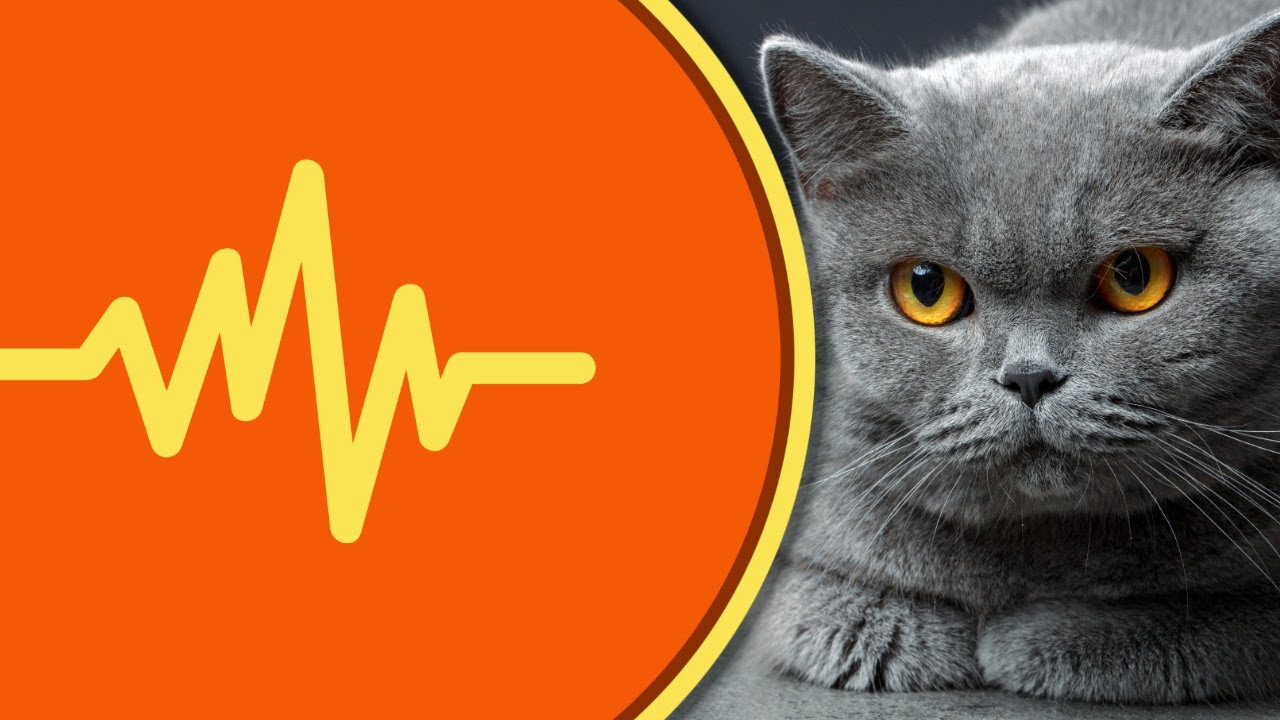 British Shorthair Cat Meowing Sound Effects