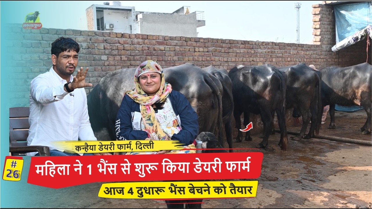 महिला ने 1 भैंस से शुरू किया डेयरी फार्म, आज 4 दुधारू भैंस बेचने को तैयार| KOMAL DALAL, NARELA DELHI