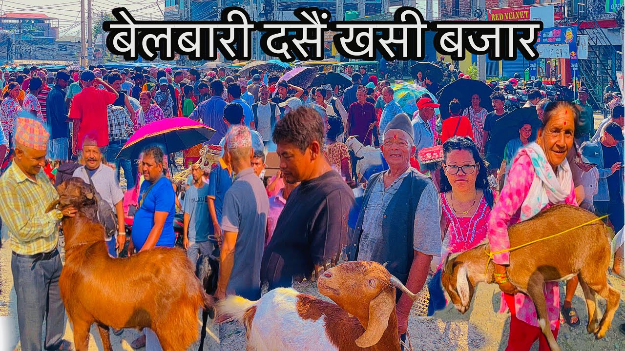 BELBARI DASHAIN KHASI BAZAAR MORANG🇳🇵दसैं खसी बजार🐐 पैसठ्ठी हजार को बोको😱