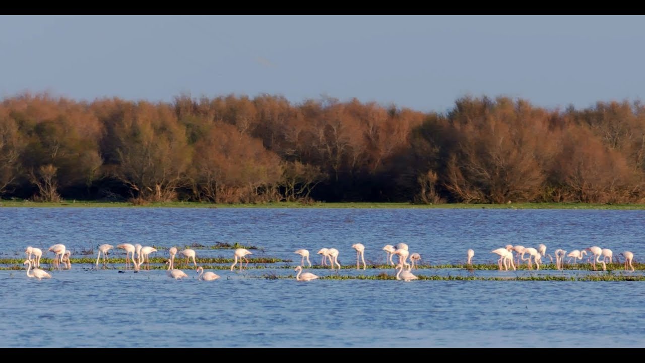 Parc National Doñana, Espagne (version française)