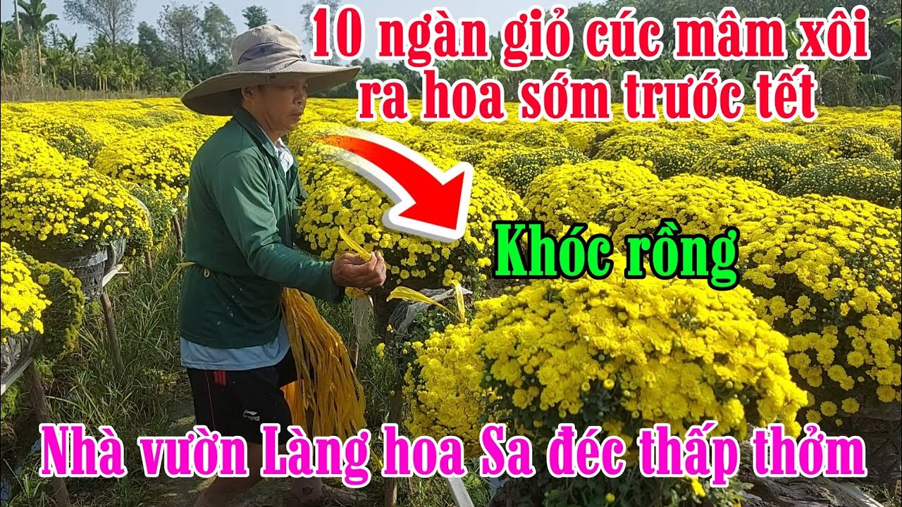 Quá khủng 10 ngàn giỏ hoa cúc mâm xôi nở hoa sớm trước tết ở làng hoa sa đéc