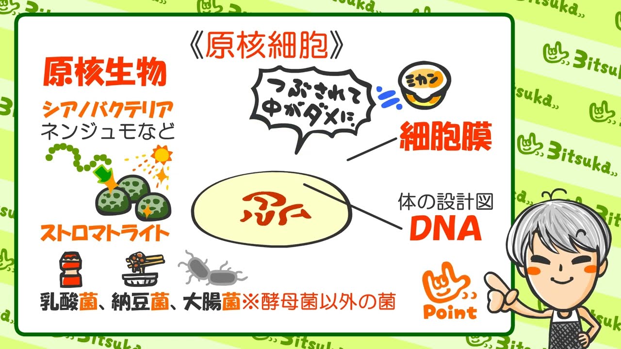生物基礎１章２話「原核生物と真核生物」三津家貴也先生バージョン！