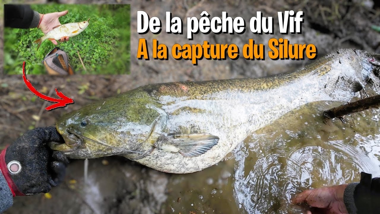 PÊCHE du SILURE : de la pêche du vif, à la capture du SILURE